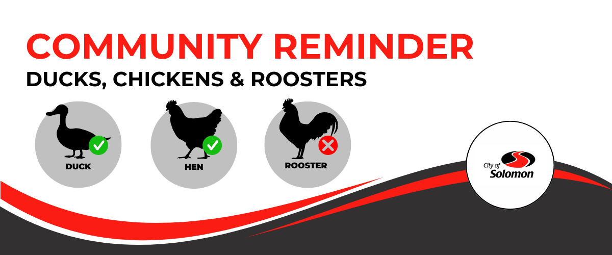 ducks, chickens and roosters guidelines header 3